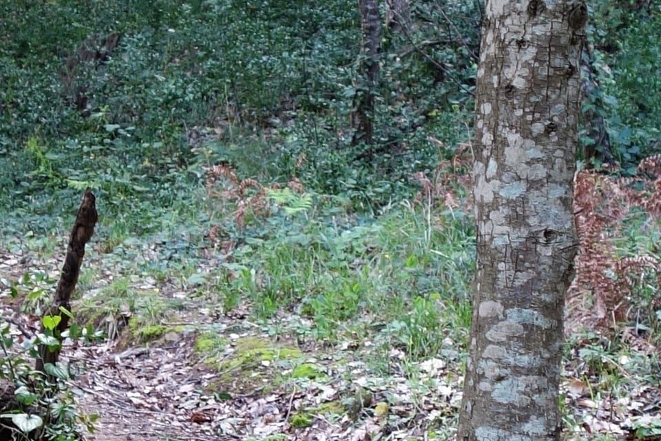 Chemin forestier balisé autour de Gassin, terrain des circuits VTT vers la mer