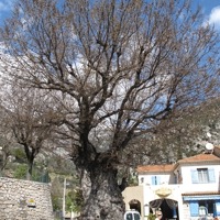 L'orme tricentenaire planté en 1713 sur la place de la République à Gorbio