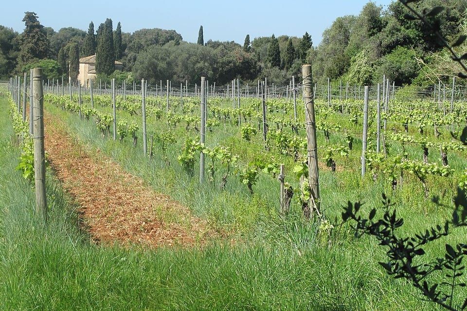 Vineyard of Lérins Abbey on Île Saint-Honorat, tended by the monks