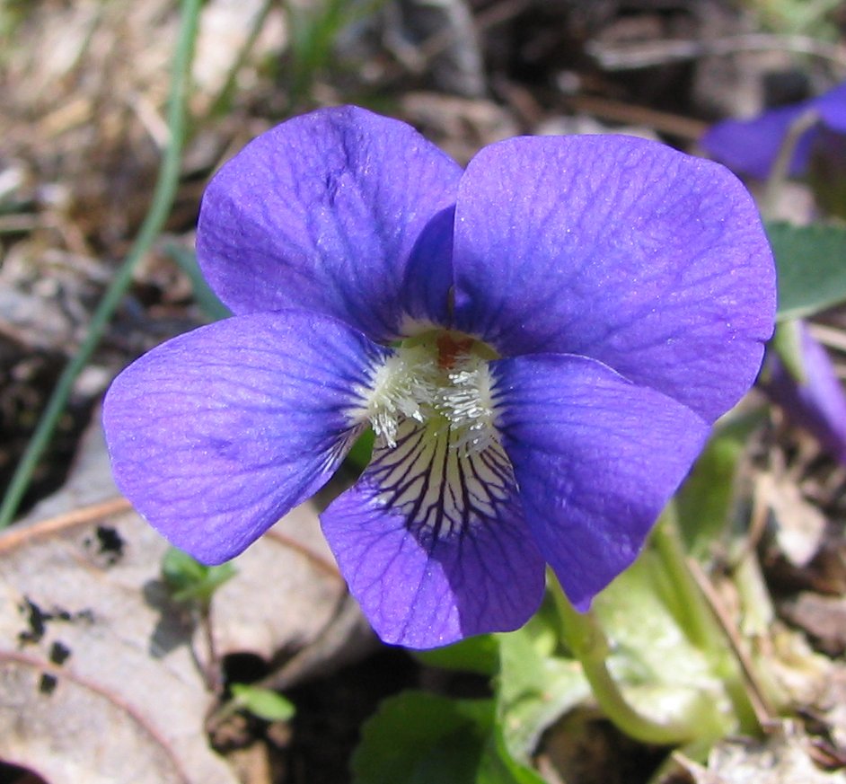 Festival des violettes (février/mars)